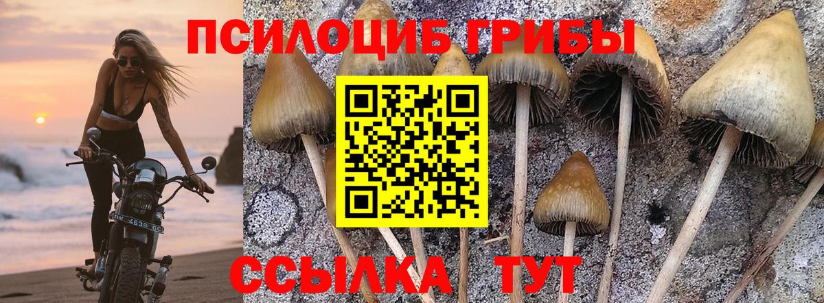 Галлюциногенные грибы Psilocybe  Вход с VPN  Тосно 